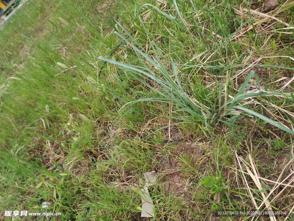 草地中的绿色植物