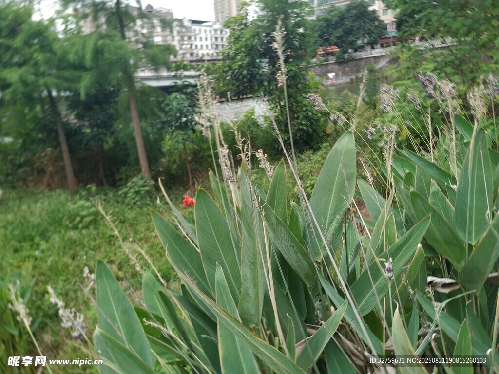 户外葱郁绿植景观