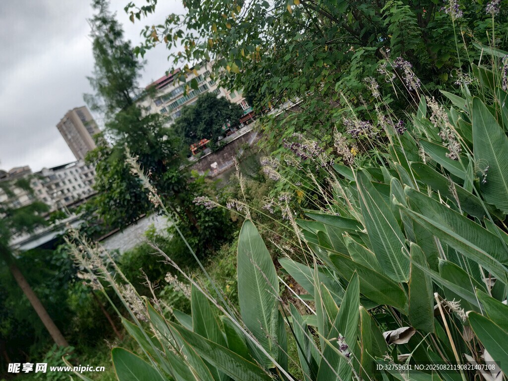 户外繁茂绿植景观