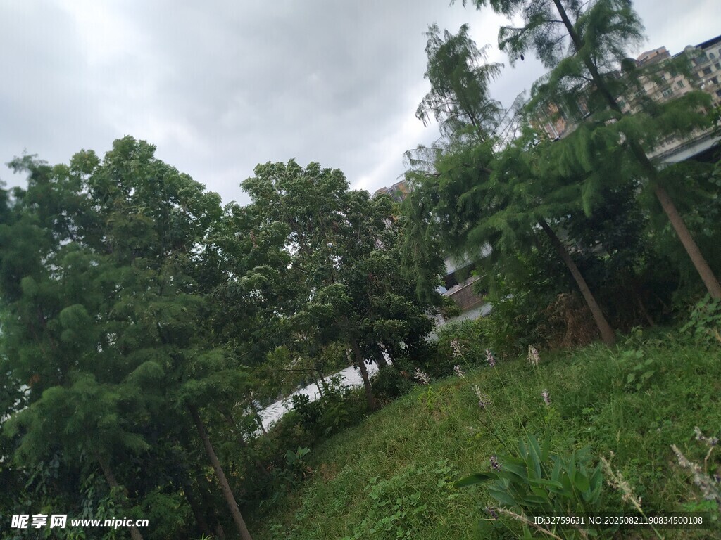 绿意盎然的树林景观