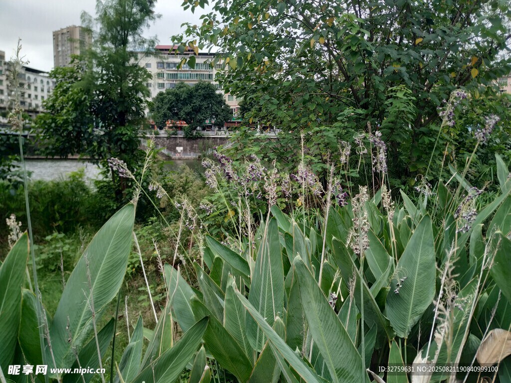 城市中生长的玉米植株