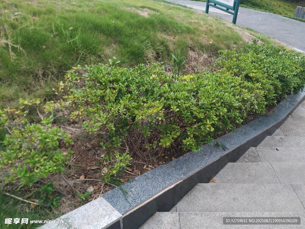 路边绿植景观