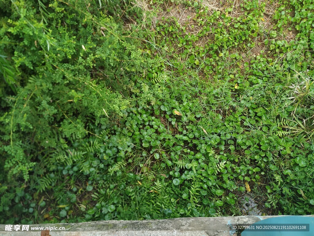 翠绿藤蔓覆盖墙面景象