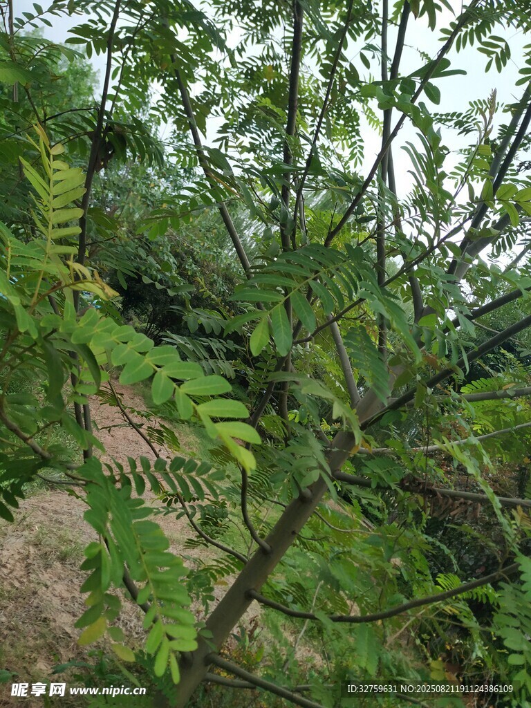 繁茂绿
