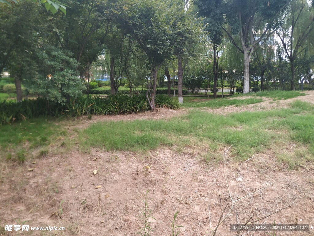 户外草地树林自然景致