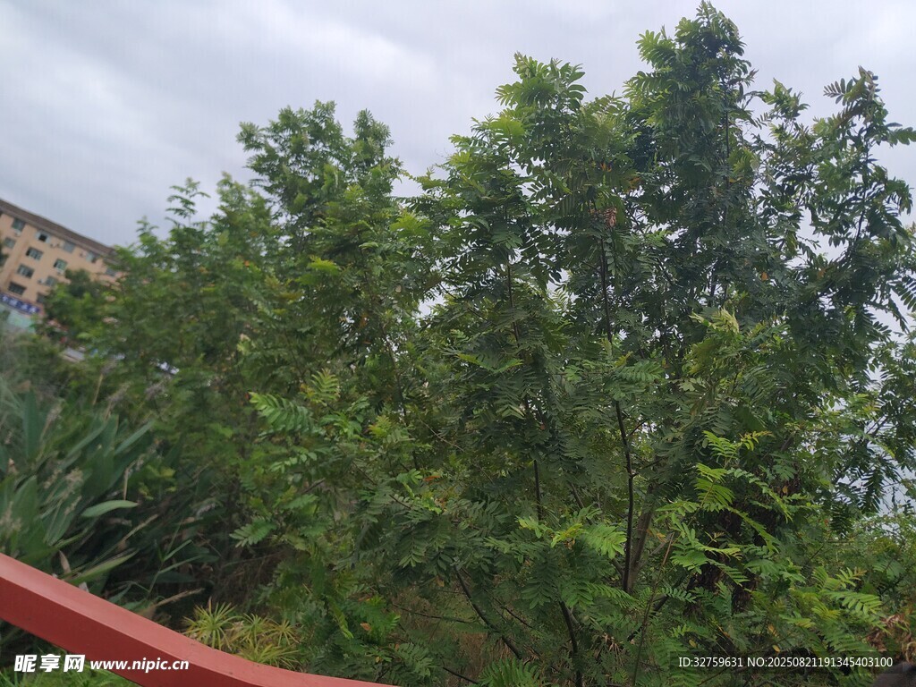 户外葱郁绿植景观