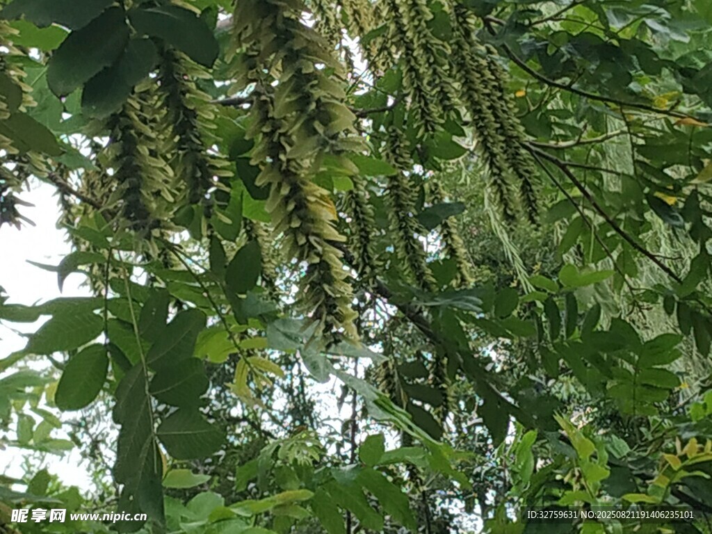 垂挂的植物藤蔓