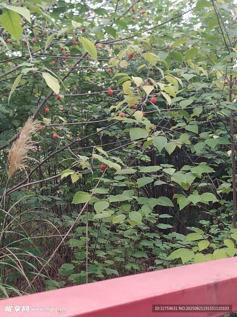 红栏杆旁的繁茂绿植