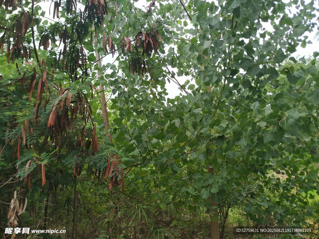 果园绿植与成熟果实景象