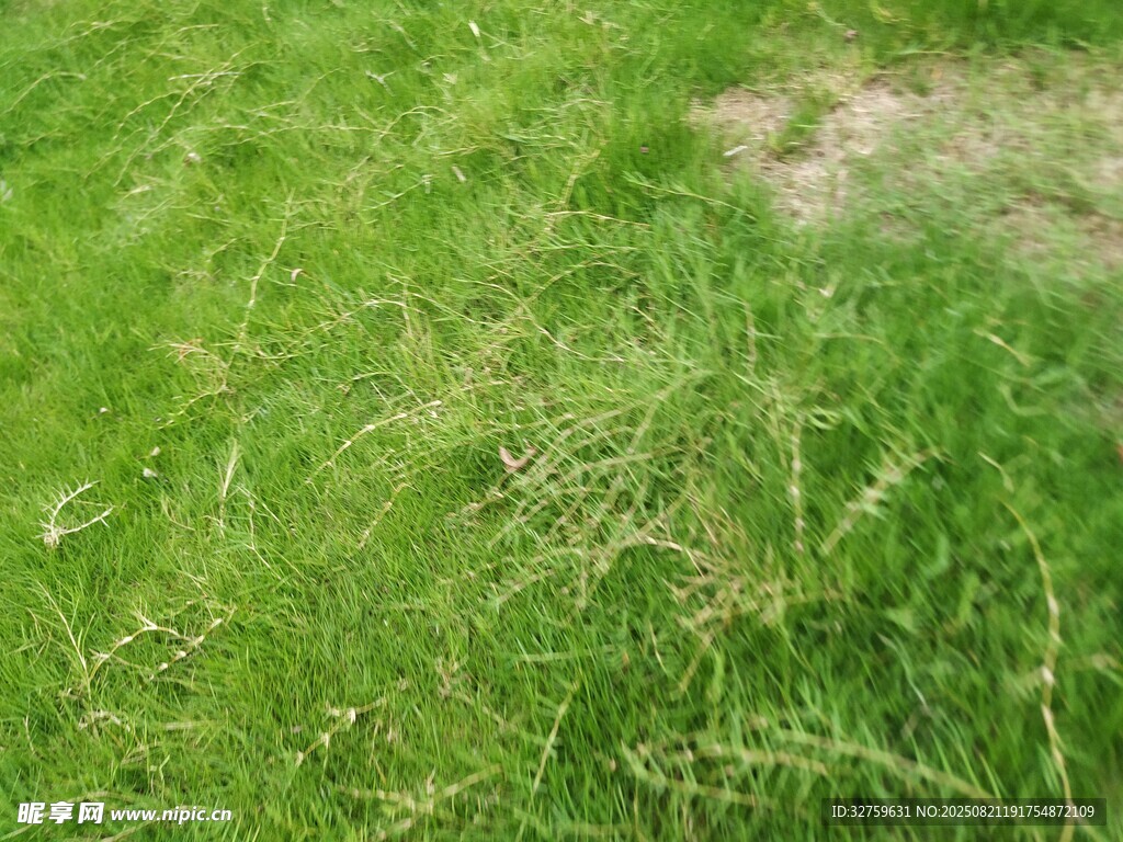 翠绿草地局部景象