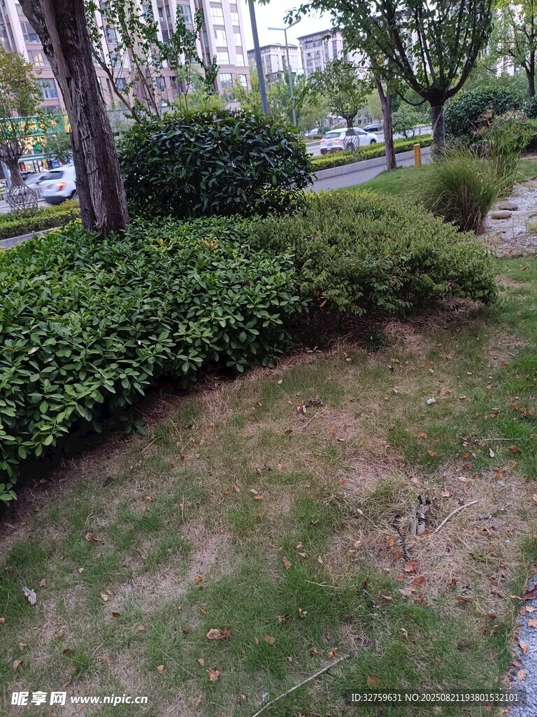 城市绿化带中的绿植景观