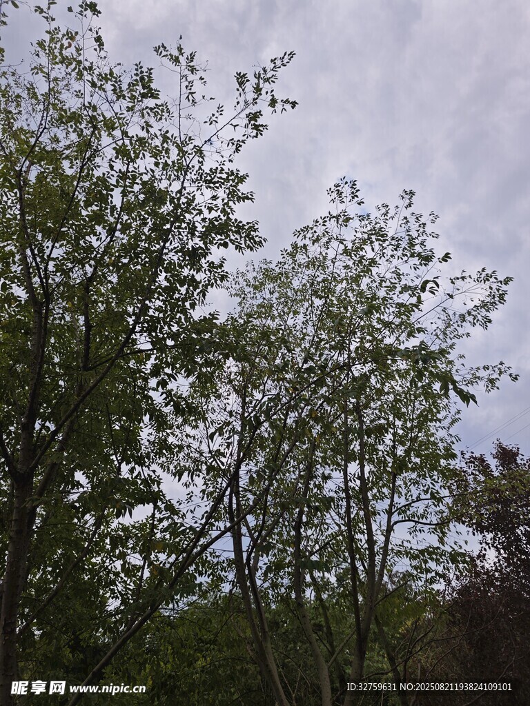 树林上方的灰白云层