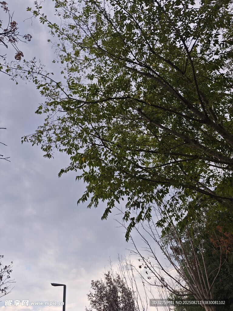 枝头绿叶映天空