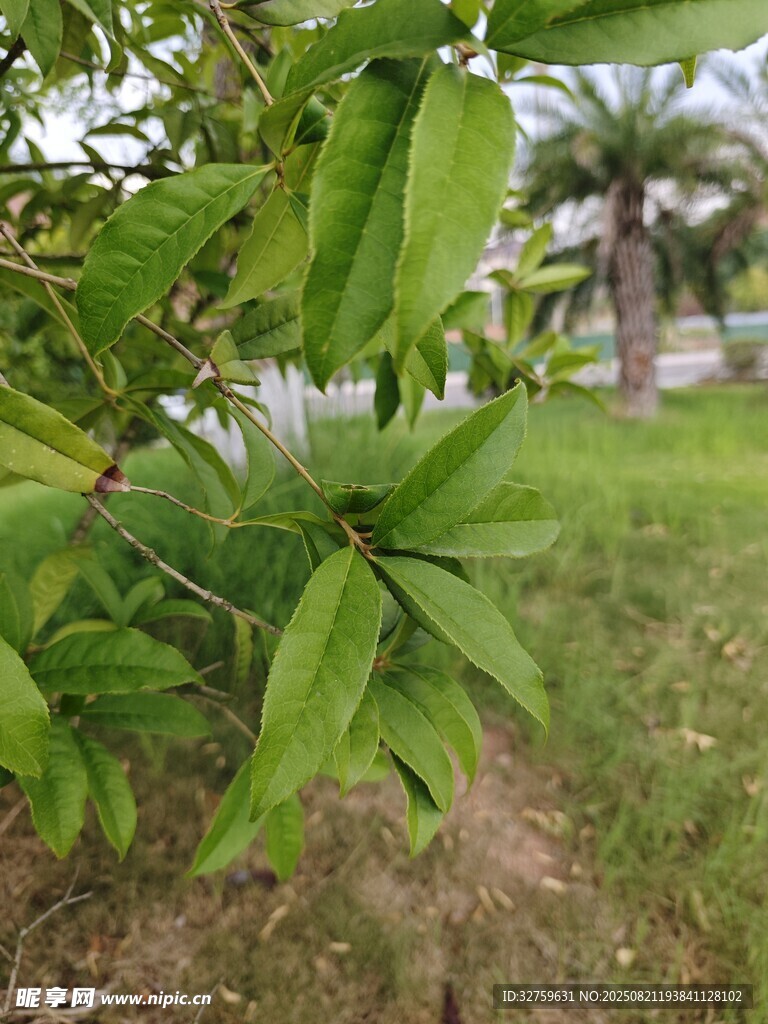 绿叶繁茂的植物特写
