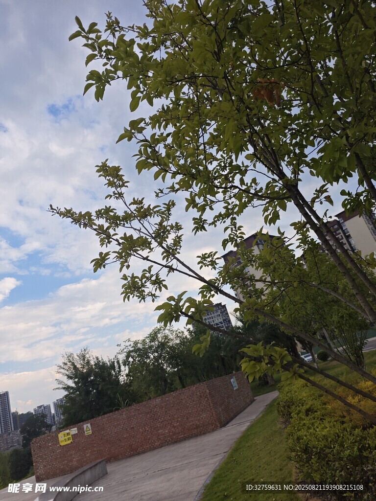 城市绿荫下的步道风景