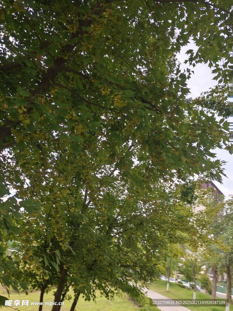 绿树成荫的公园小径