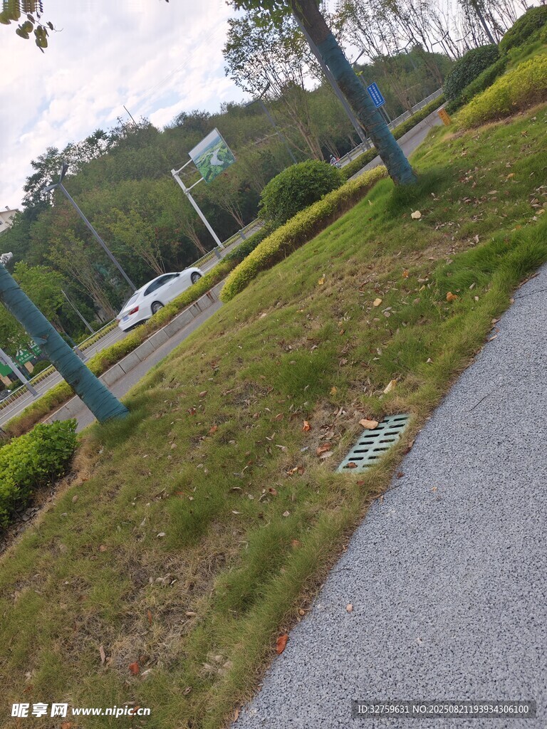 户外林荫小道风景