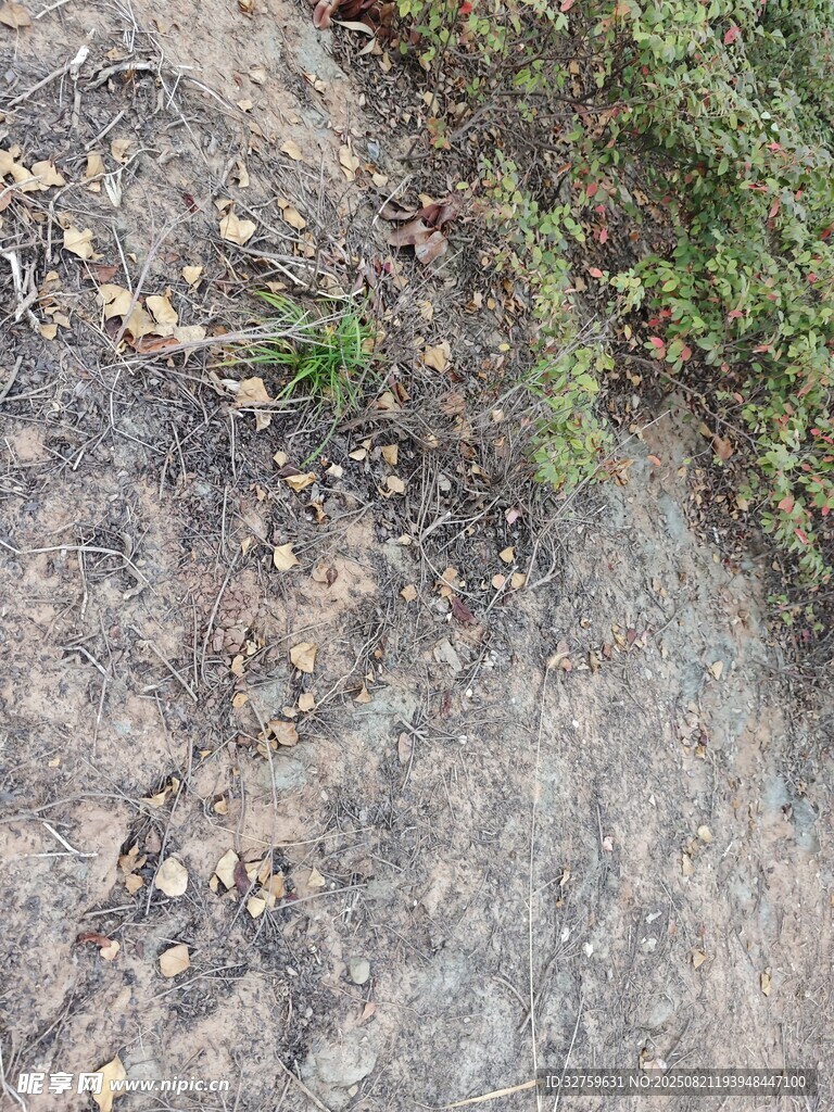 地面上的碎石与零星小草