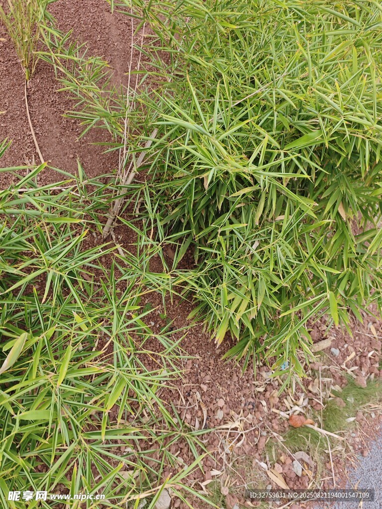 地面生长的嫩绿植物