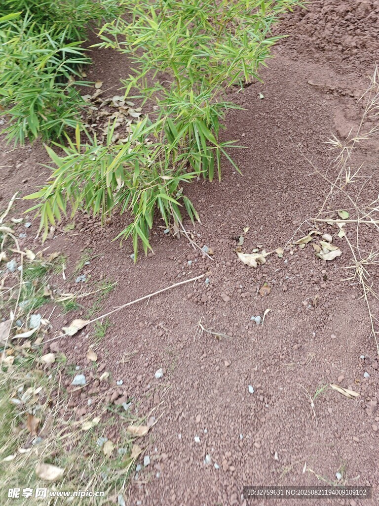 泥土中的嫩绿植物
