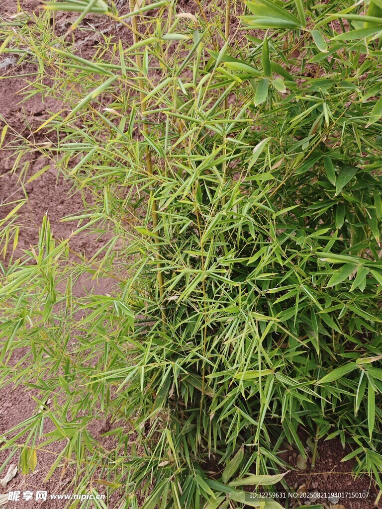 翠绿丛生植物