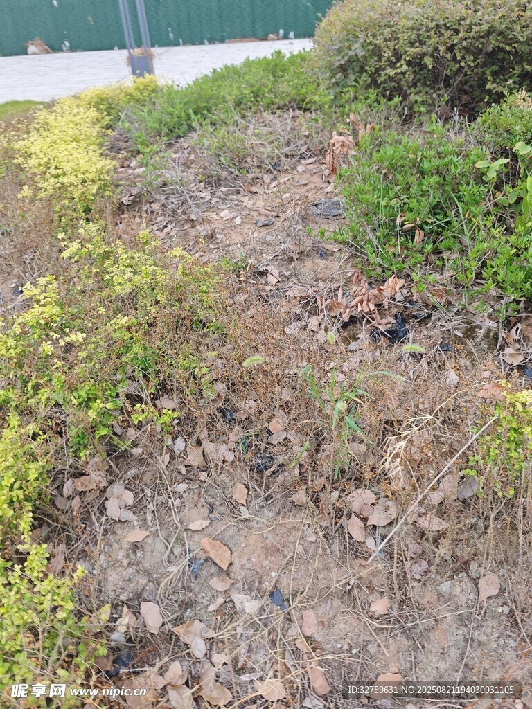 户外野地植物景观