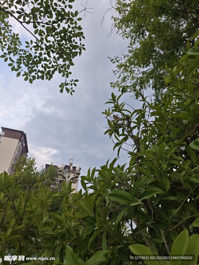透过枝叶望天空与建筑