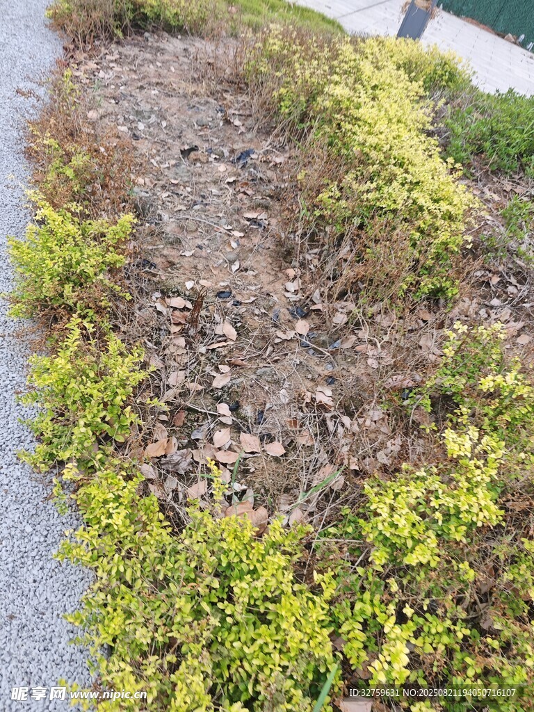 路边绿植与碎石景观