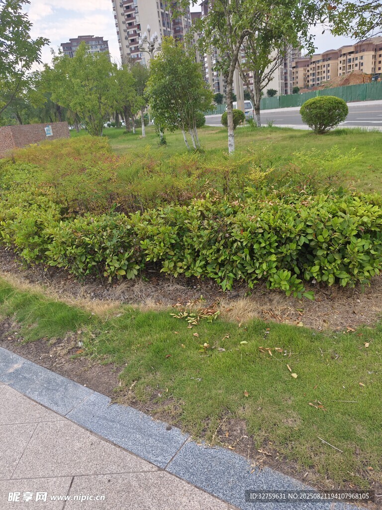 城市街边的绿植景观