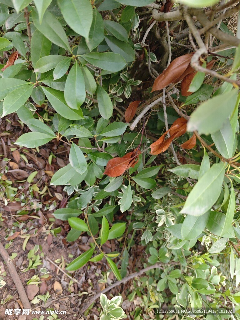 绿叶间的红色小鸟