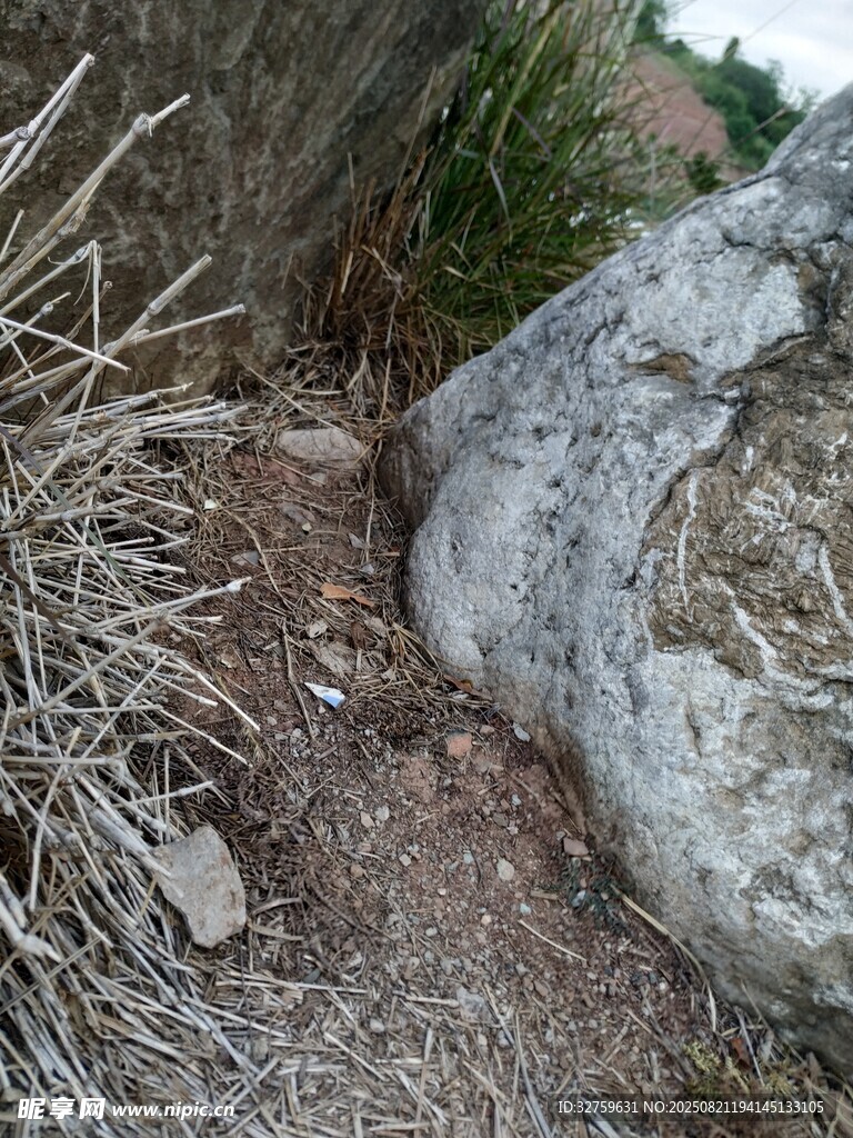 野外枯木旁的杂草景象