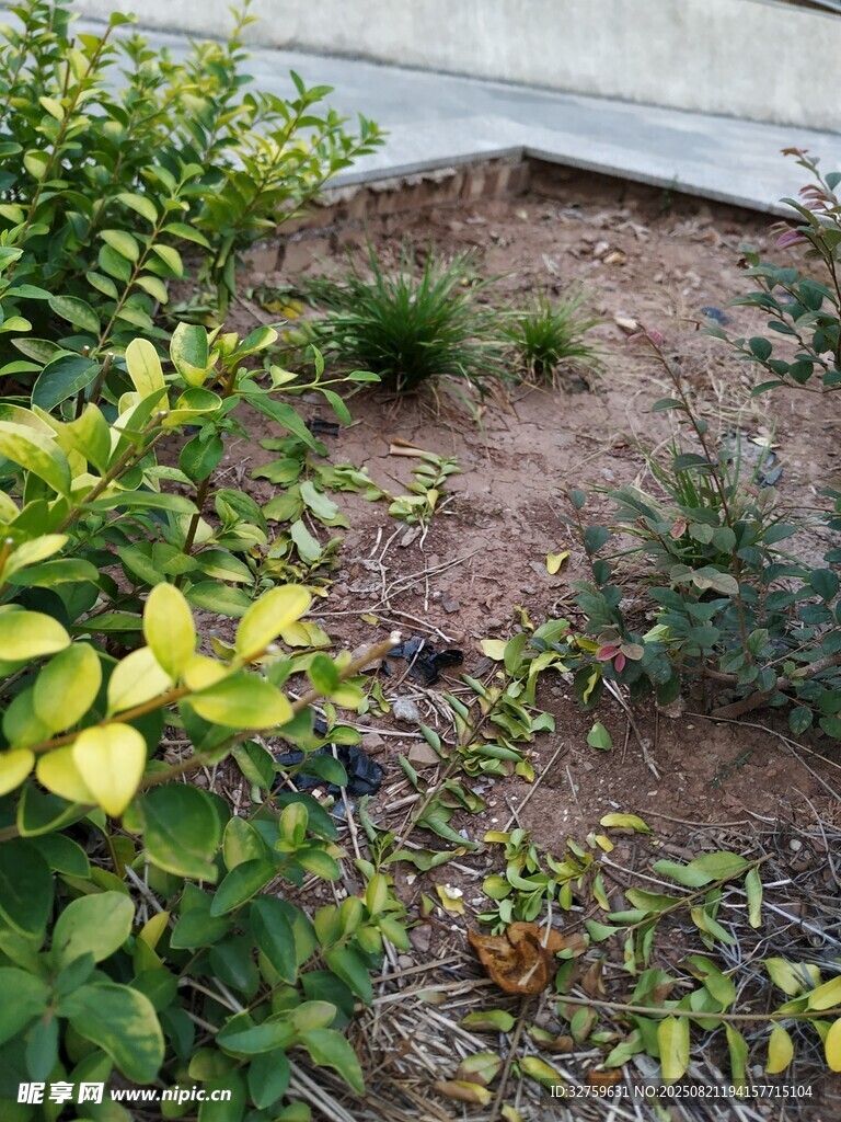 庭院绿植景观一角