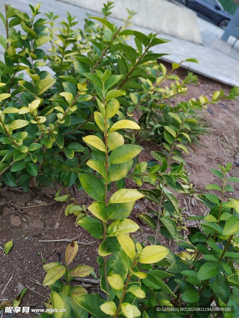 绿叶植物生机盎然