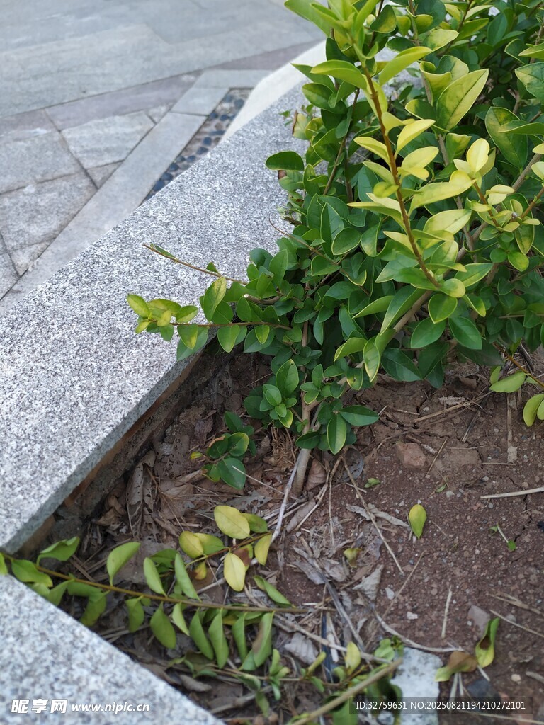 路边绿植景观一角