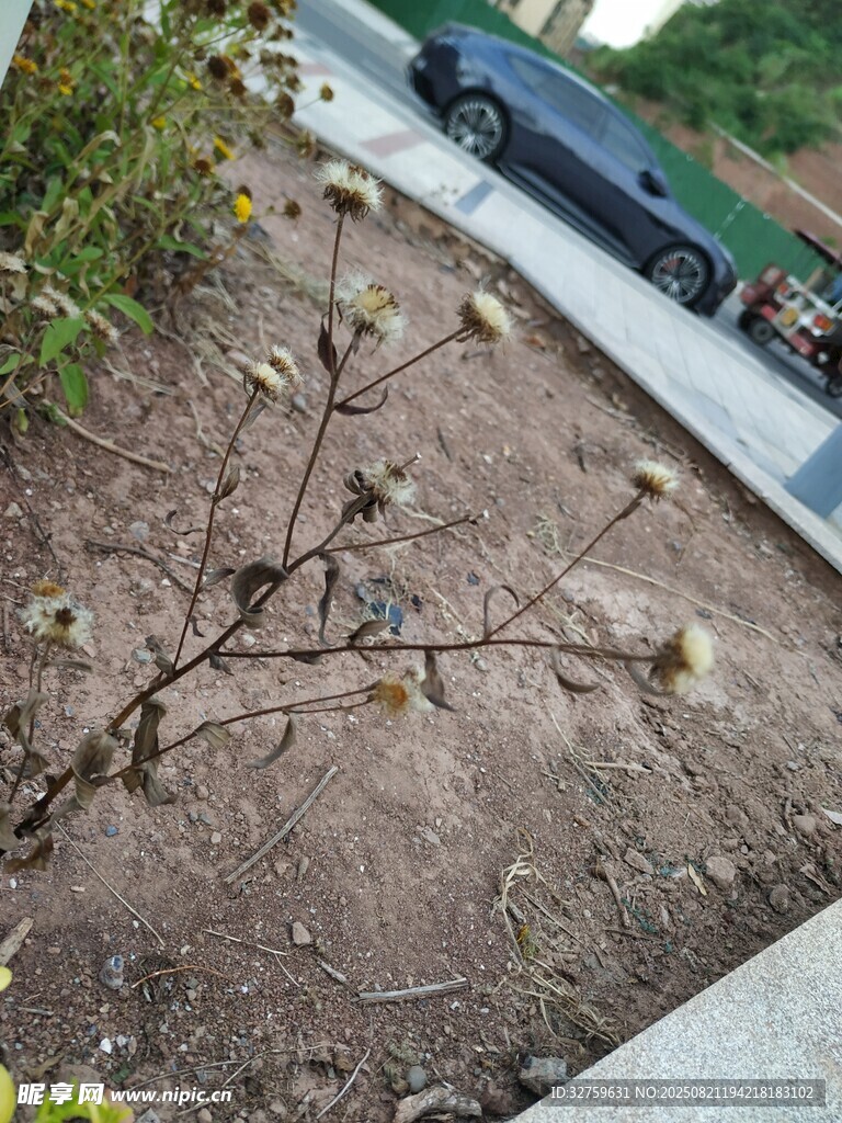 路边光秃植物枝干景象