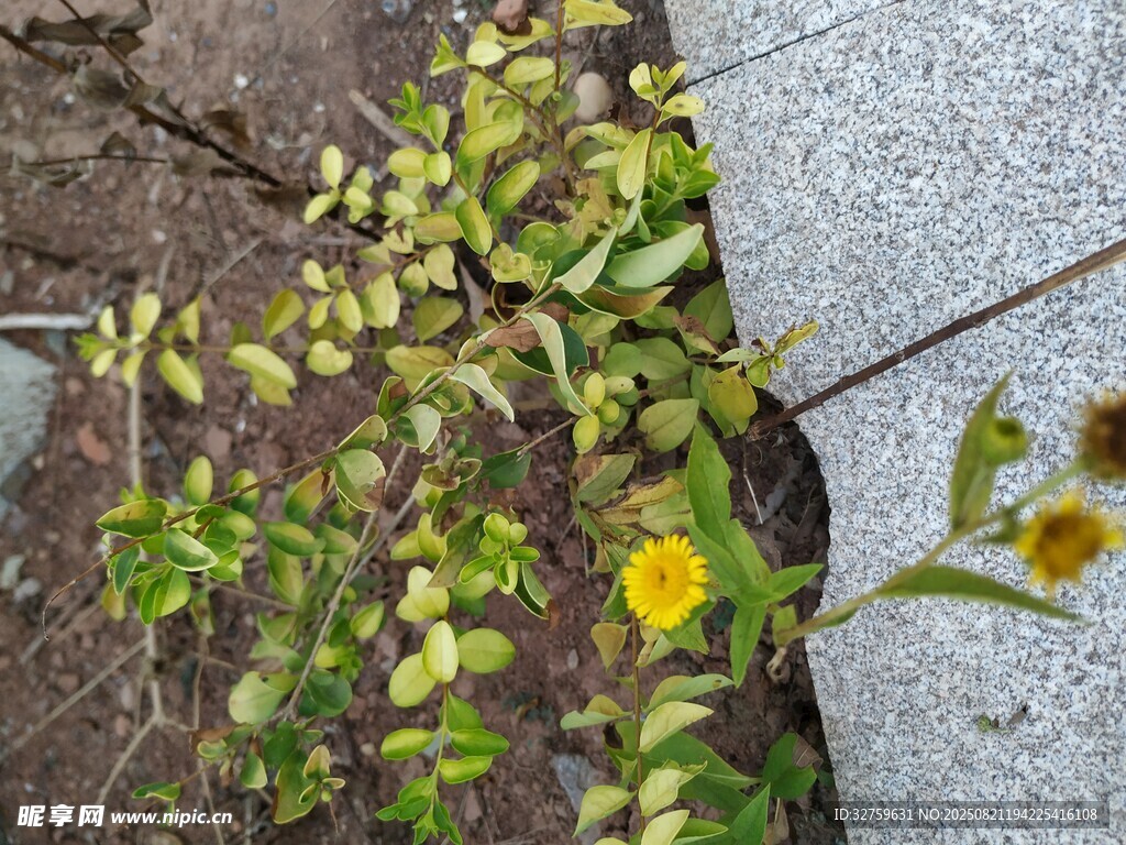 石缝间绽放的黄色小花