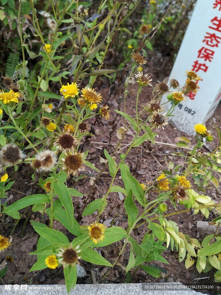 野外绽放的美丽黄色小花