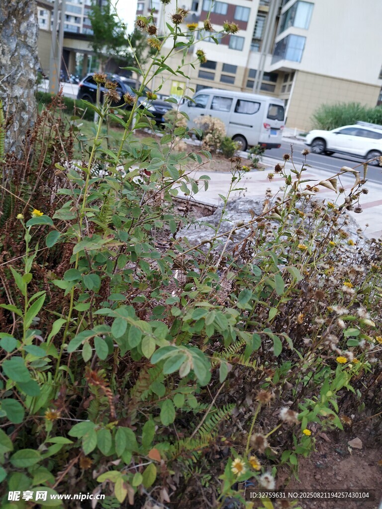 城市中杂草丛生的荒废角落