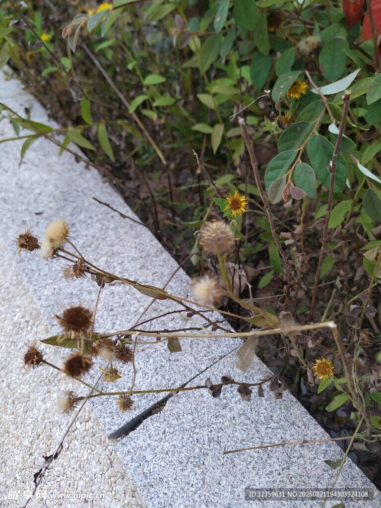 路边枯萎植物特写