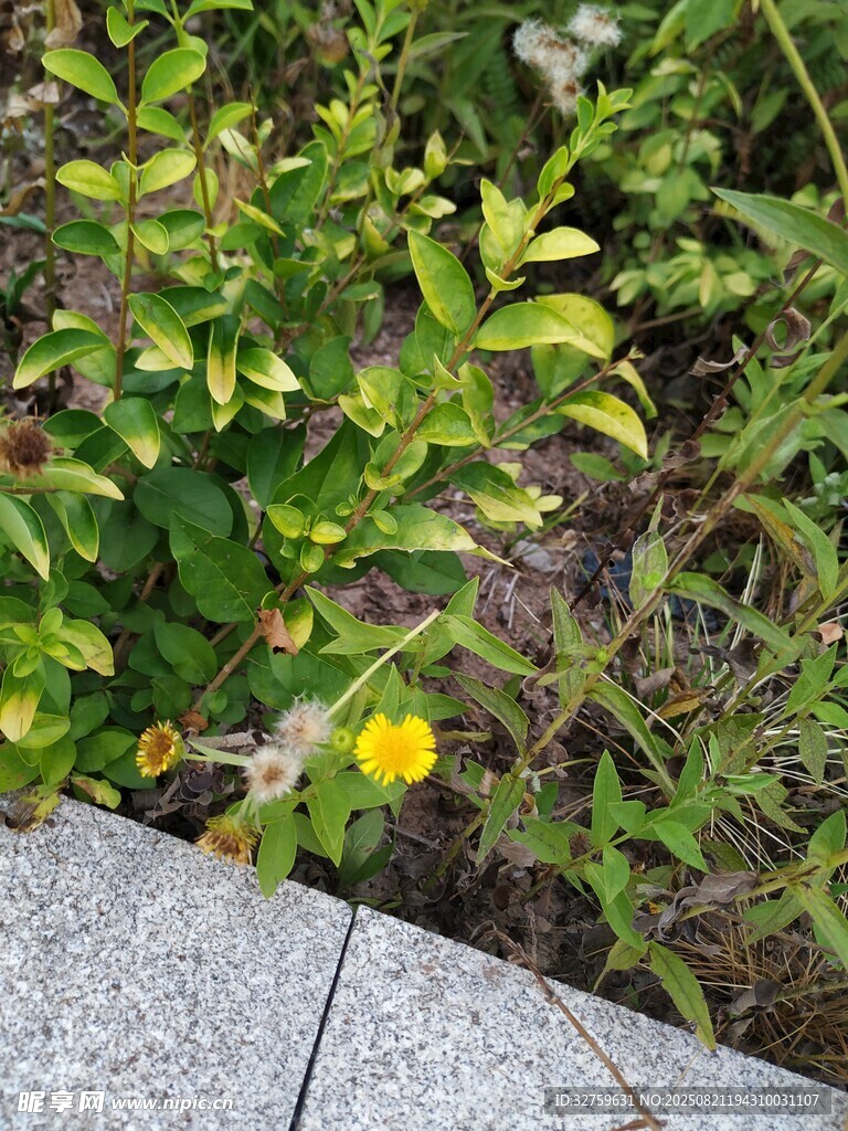 路边黄色小花与绿植