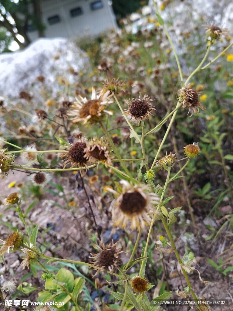 野外生长的褐色花朵植物
