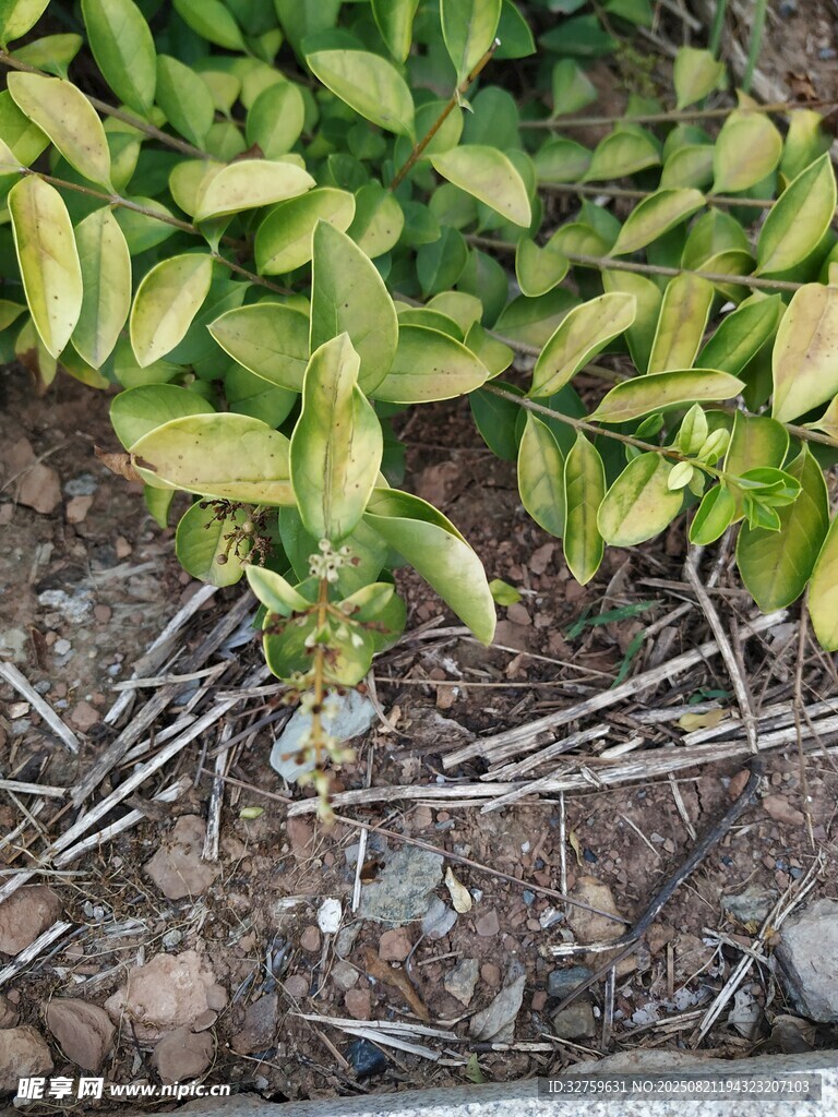 地面绿植与散落金属物件