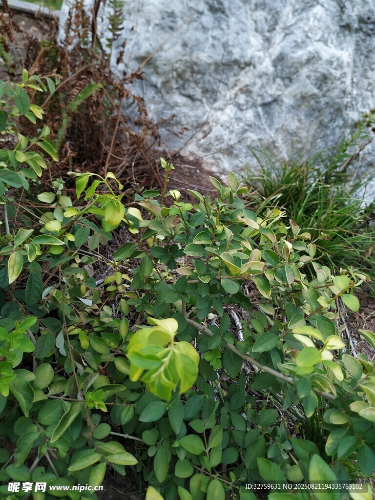 山间绿植与岩石景观