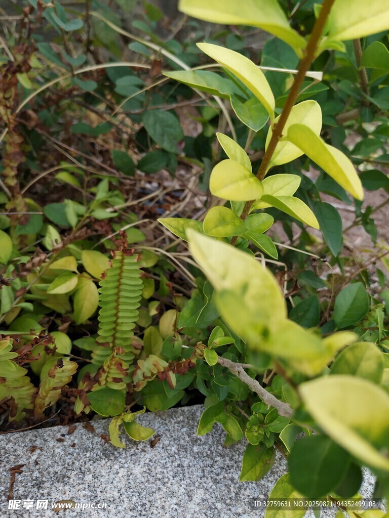 绿叶植物近景特写