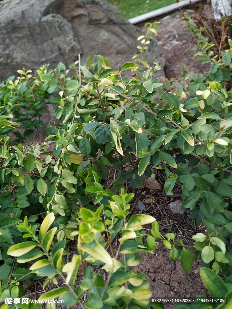 菜园中的绿色蔬菜植株