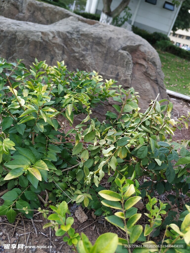 绿叶繁茂的岩石边植物