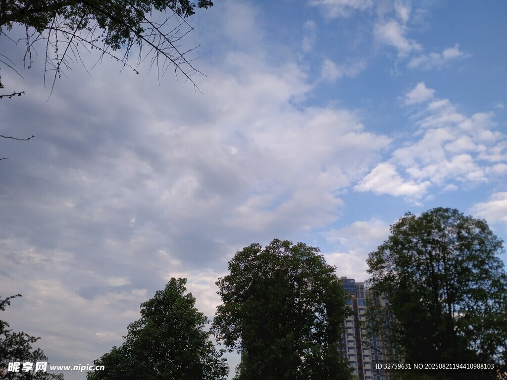 蓝天白云下的树木景观