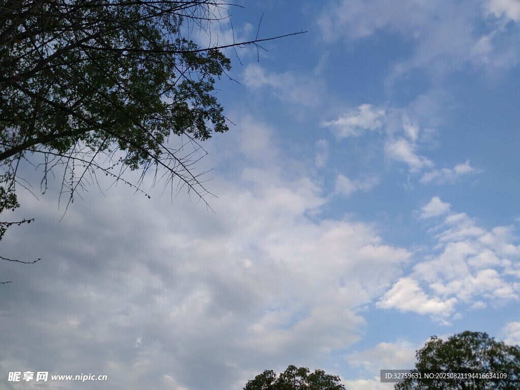 蓝天白云下的树梢景致