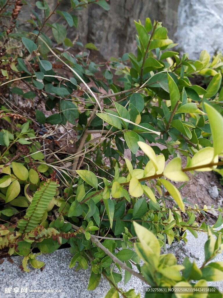 墙边绿植特写