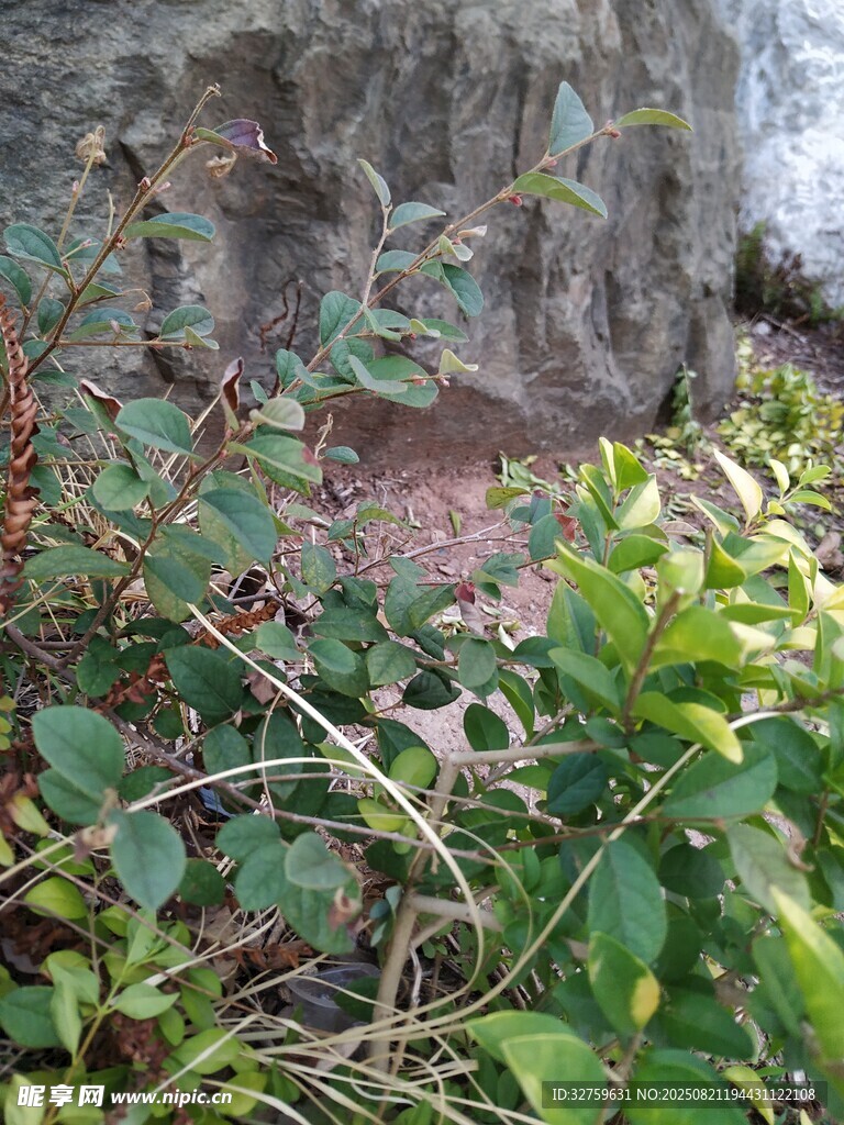 岩石旁的繁茂绿植